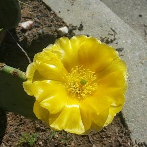 Meet your Posher, Wanda